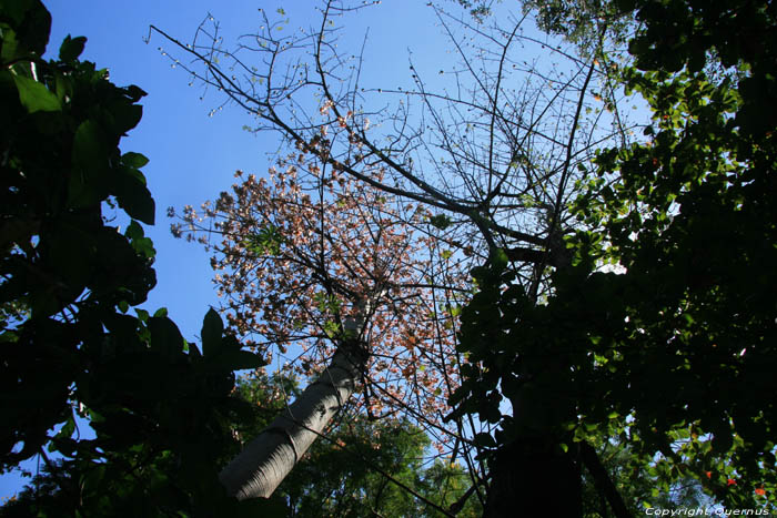 Tree in Zoo Manila / Philippines 