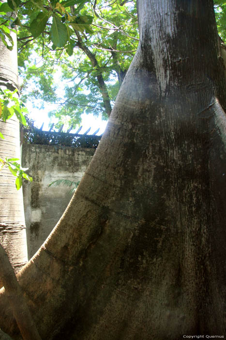 Boom in zoo Manila / Filippijnen 