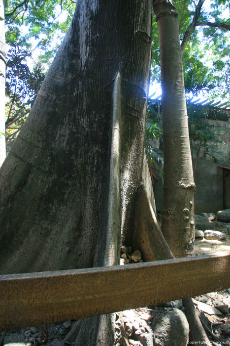 Arbre en zoo Manila / Philippines 