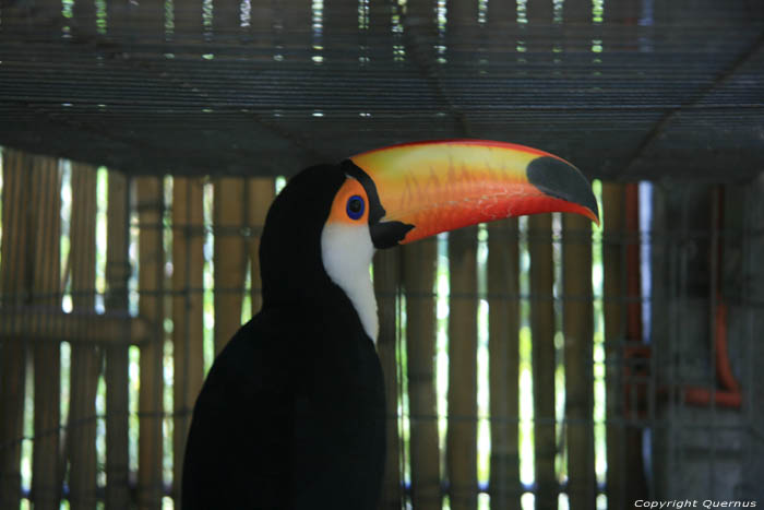 Toekan in Manilla Zoo Manila / Filippijnen 