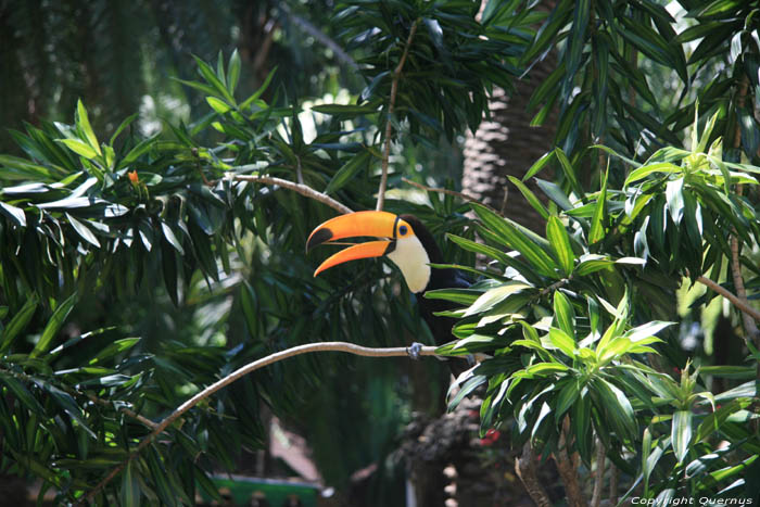 Tucan dans zoo de manilla Manila / Philippines 