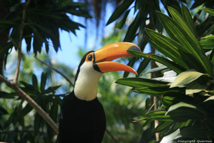 Tucan dans zoo de manilla Manila / Philippines 