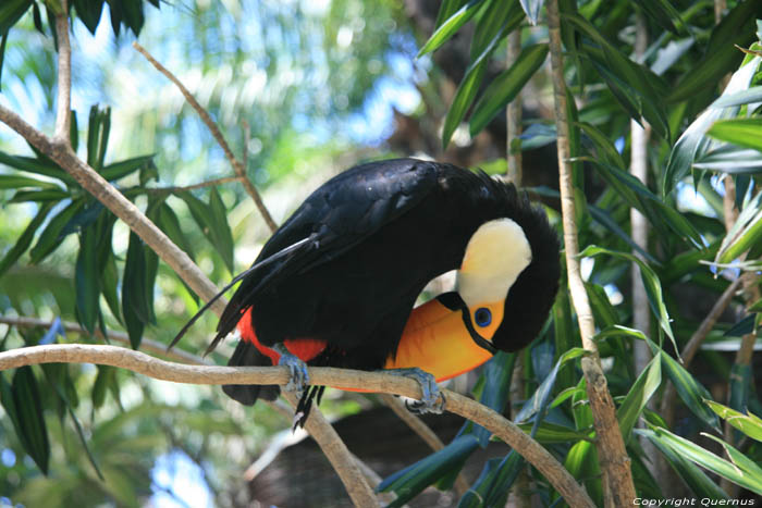 Tucan in Manilla Zoo Manila / Philippines 