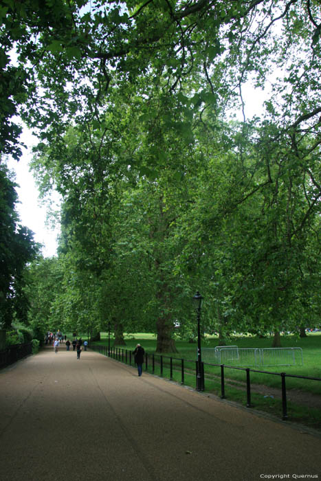 Platane Trees LONDON / United Kingdom 