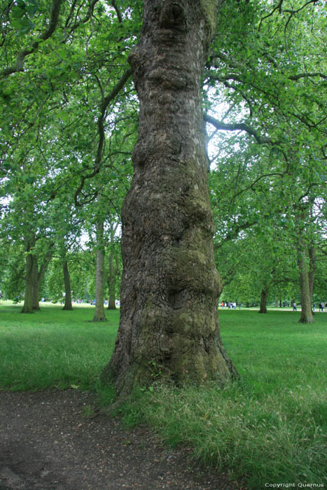 Platane Trees LONDON / United Kingdom 