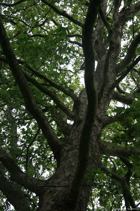 Platane Trees LONDON / United Kingdom 