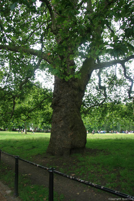 Platane Trees LONDON / United Kingdom 