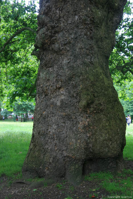 Platane Trees LONDON / United Kingdom 