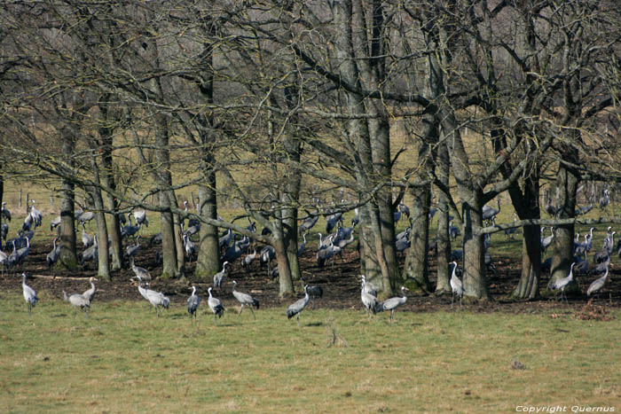 Kraanvogels Chtillon sur Brou / FRANCE 