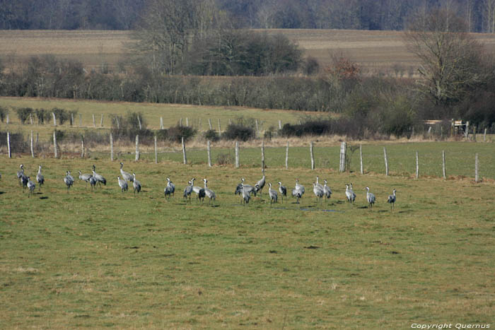 Kraanvogels Chtillon sur Brou / FRANCE 