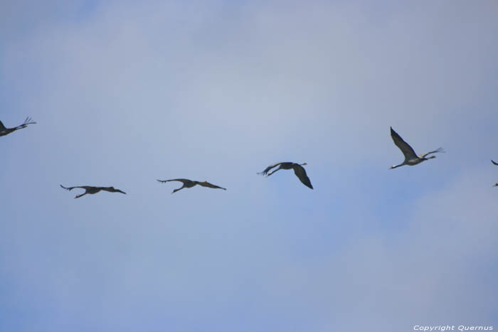 Kraanvogels Chtillon sur Brou / FRANCE 