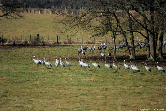 Kraanvogels Chtillon sur Brou / FRANCE 