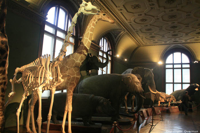 Peoples Theatre - Nature History Museum VIENNA / Austria 