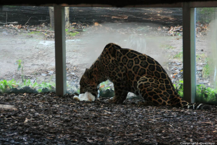 Zoo VIENNE / Autriche 