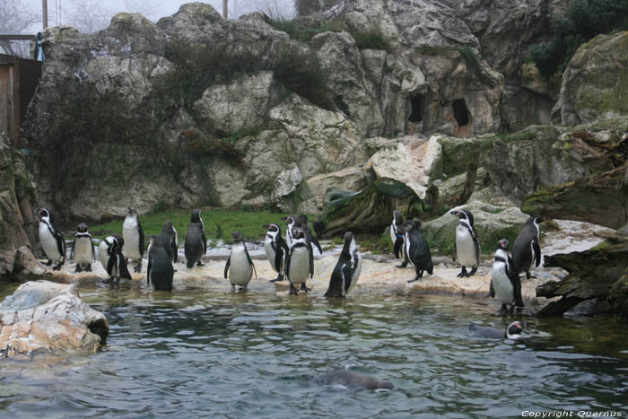 Zoo VIENNA / Austria 