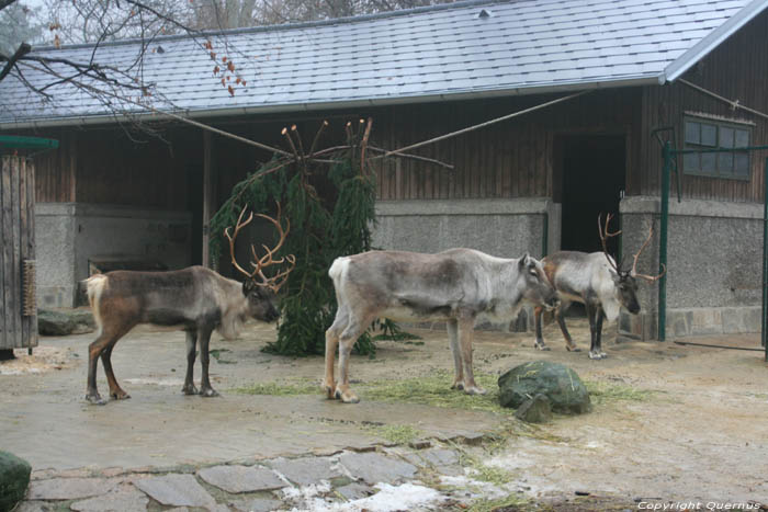 Zoo VIENNE / Autriche 