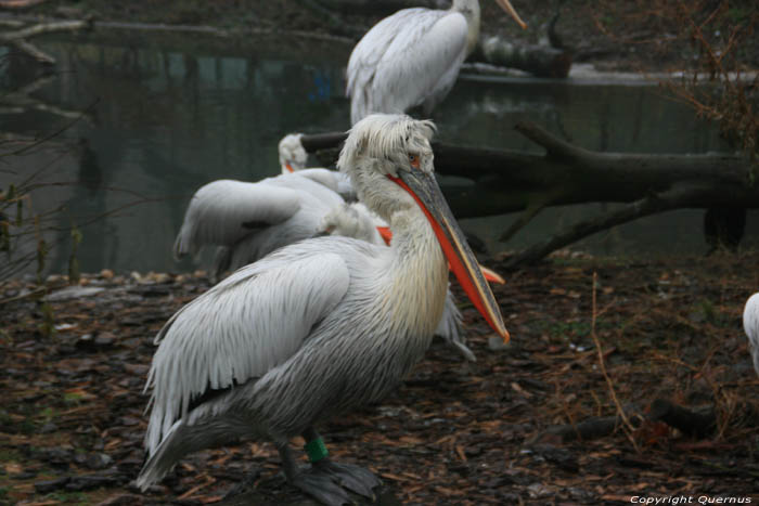 Zoo VIENNE / Autriche 