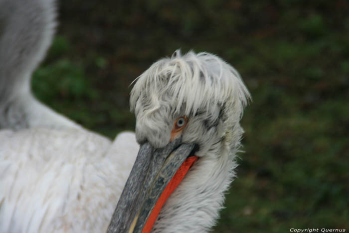 Zoo VIENNE / Autriche 