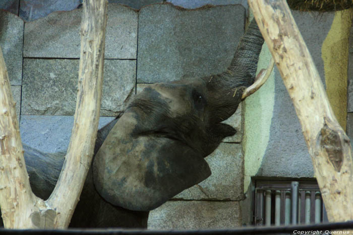 Zoo WENEN / Oostenrijk 