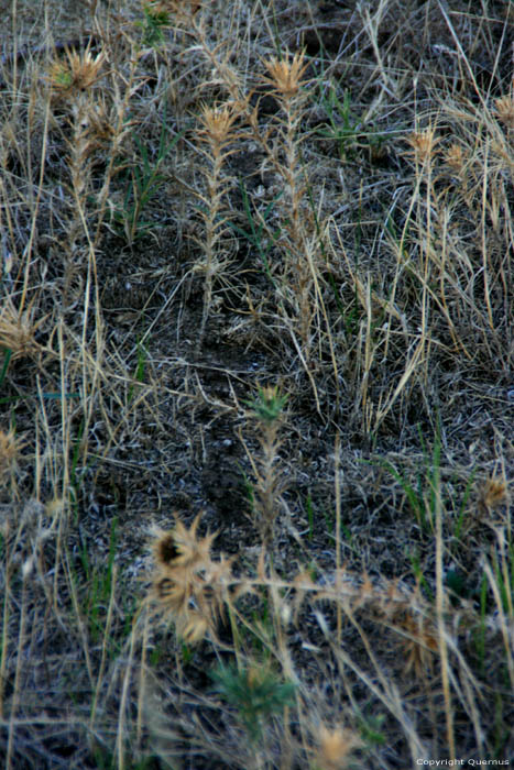 Ants' Road Izvorishte / Bulgaria 