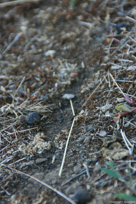 Ants' Road Izvorishte / Bulgaria 