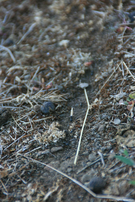 Ants' Road Izvorishte / Bulgaria 