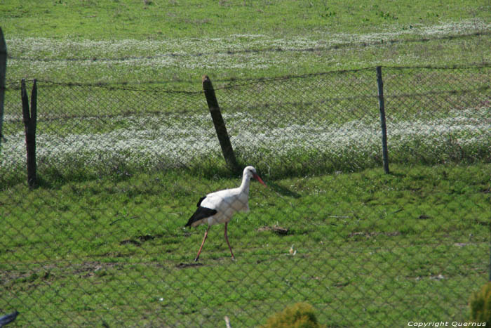 Storks in Spring 2013 Izvorishte / Bulgaria 