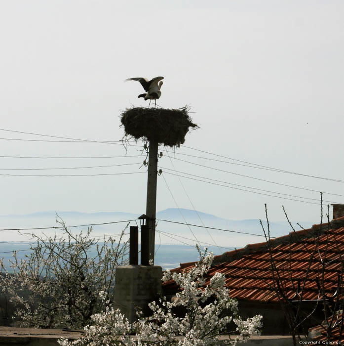 Storks in Spring 2013 Izvorishte / Bulgaria 