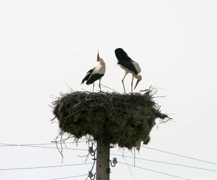 Storks in Spring 2013 Izvorishte / Bulgaria 