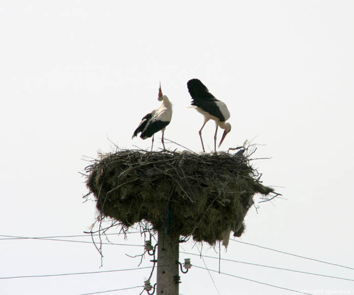 Ooievaarskopel lente 2013 Izvorishte / Bulgarije 