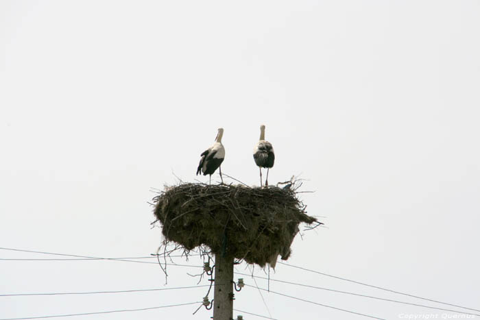 Storks in Spring 2013 Izvorishte / Bulgaria 