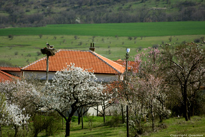 Ooievaarskopel lente 2013 Izvorishte / Bulgarije 