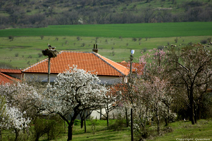 Couple de Cigales Printemps 2013 Izvorishte / Bulgarie 