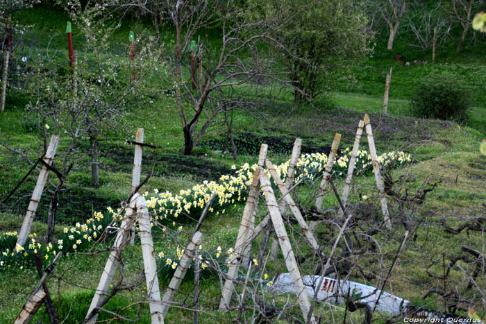 Paasbloemen Izvorishte / Bulgarije 