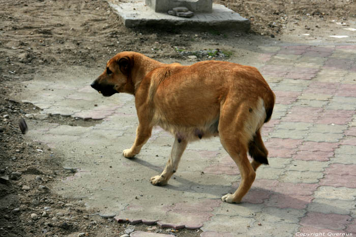 Zwerfhond Buzescu / Roemeni 