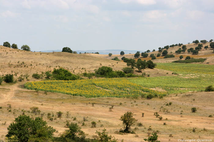 Champs de Fleures de Soleil Izvorishte / Bulgarie 