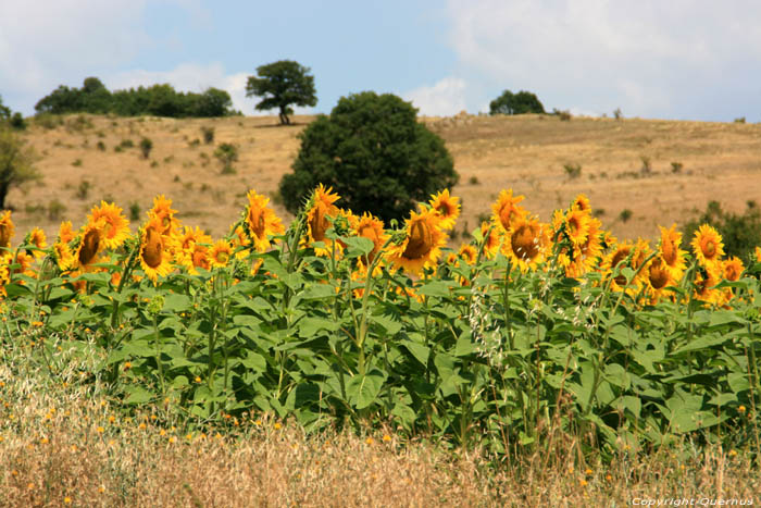 Champs de Fleures de Soleil Izvorishte / Bulgarie 