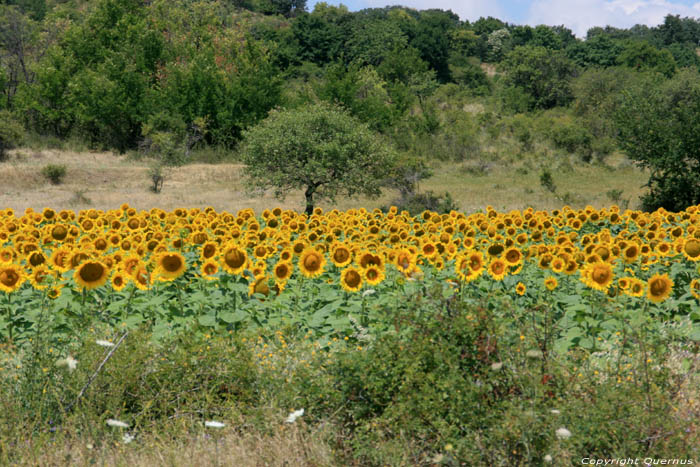 Champs de Fleures de Soleil Izvorishte / Bulgarie 