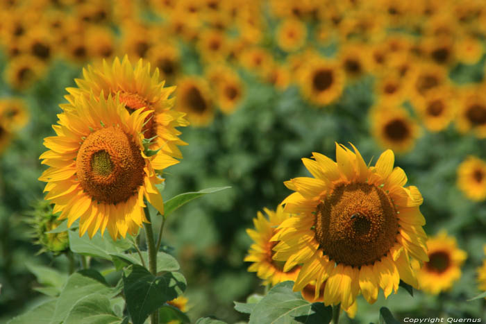 Champs de Fleures de Soleil Izvorishte / Bulgarie 