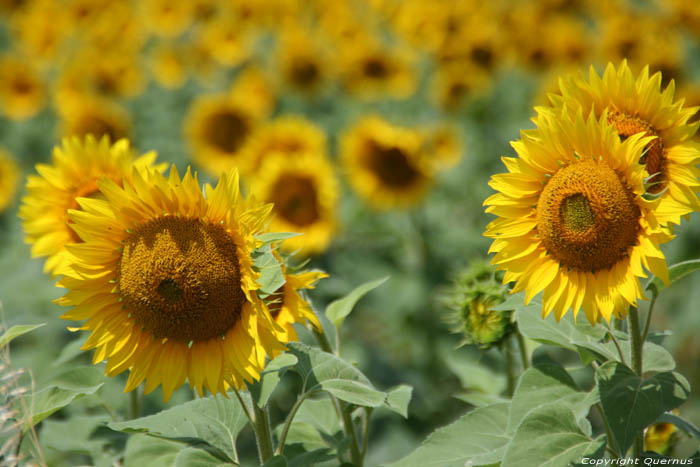 Champs de Fleures de Soleil Izvorishte / Bulgarie 