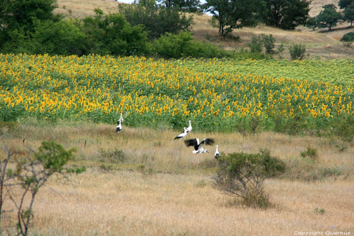 Champs de Fleures de Soleil Izvorishte / Bulgarie 