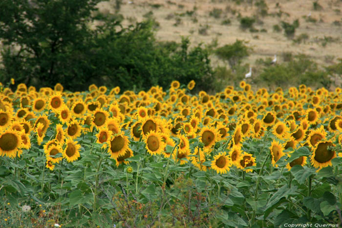 Zonnebloemveld Izvorishte / Bulgarije 