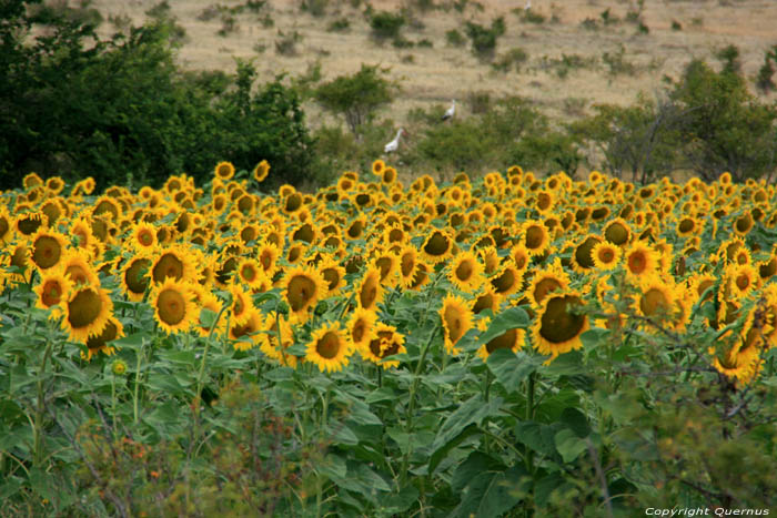 Champs de Fleures de Soleil Izvorishte / Bulgarie 