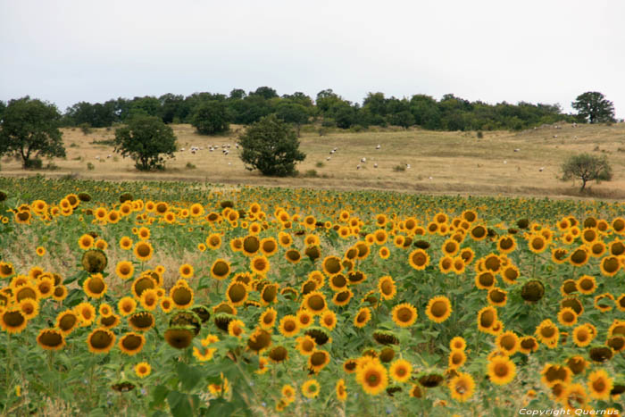 Champs de Fleures de Soleil Izvorishte / Bulgarie 