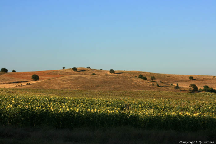 Champs de Fleures de Soleil Izvorishte / Bulgarie 