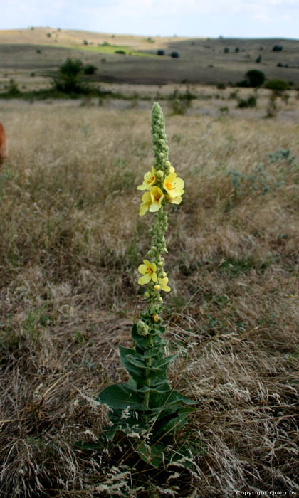 Bloem Sozopol / Bulgarije 