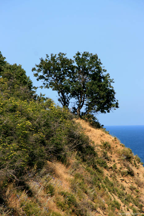 Lonely Tree Emona / Bulgaria 