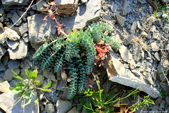 Cactus Emona / Bulgarie 