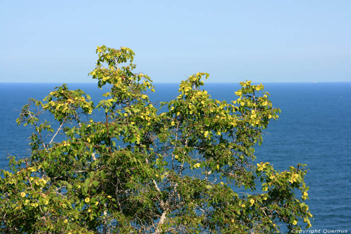 Typical Bushes and Black Sea Emona / Bulgaria 