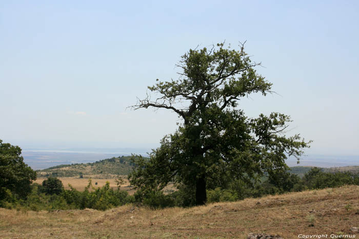 Arbre Izvorishte / Bulgarie 